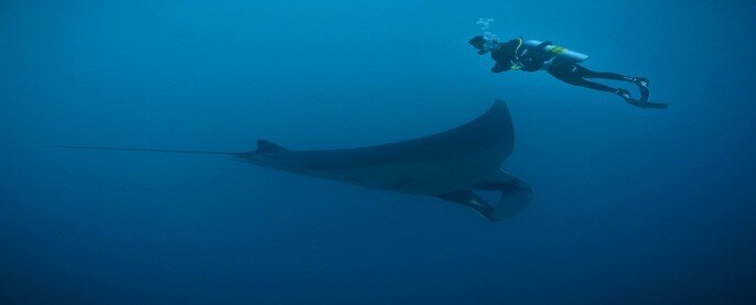 Diving with Manta Ray on the Maldives
